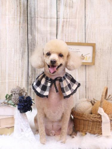 20241020チロくん